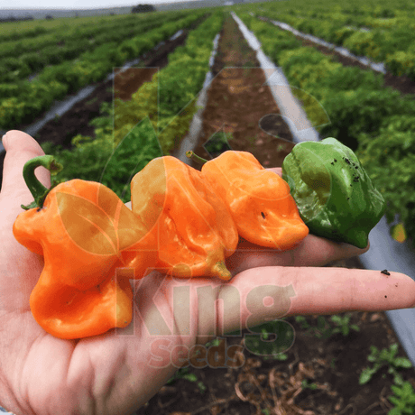 Chile Habanero Naranja (Orange) Sobre 15 millares