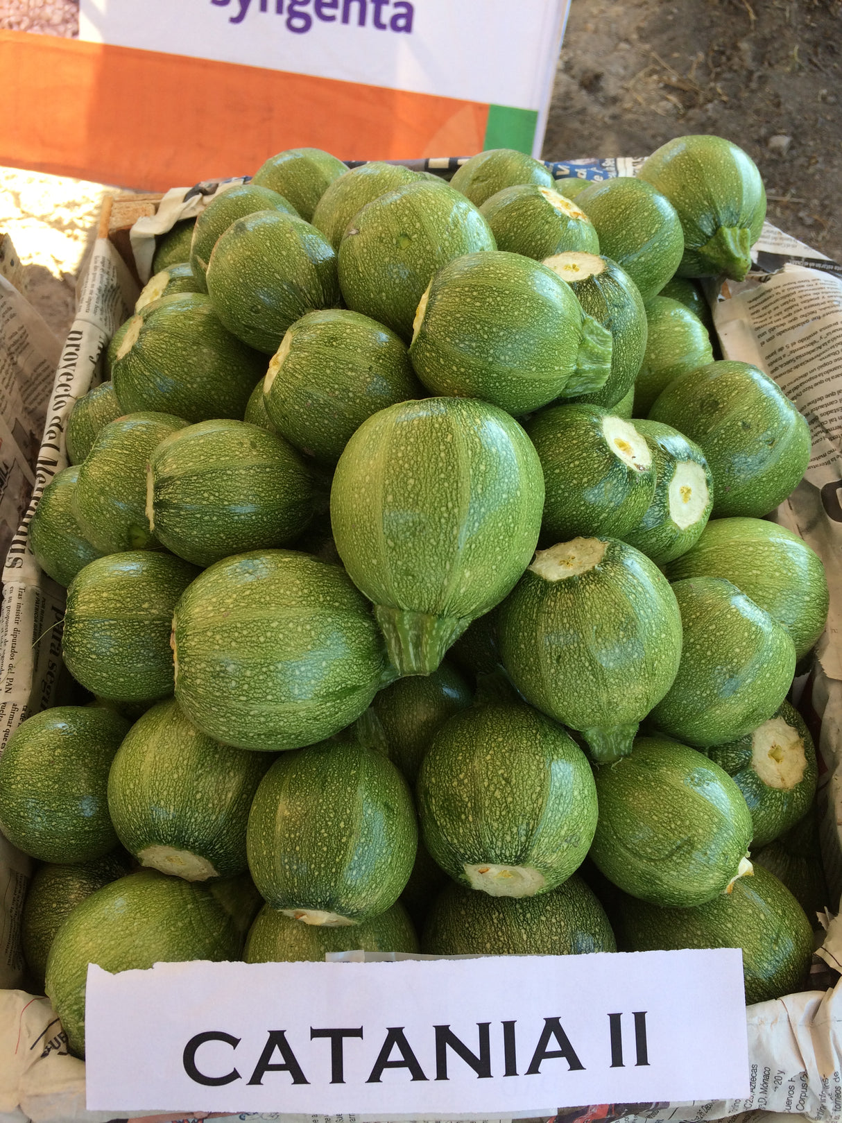 CALABAZA CATANIA II F-1 SOB 3M