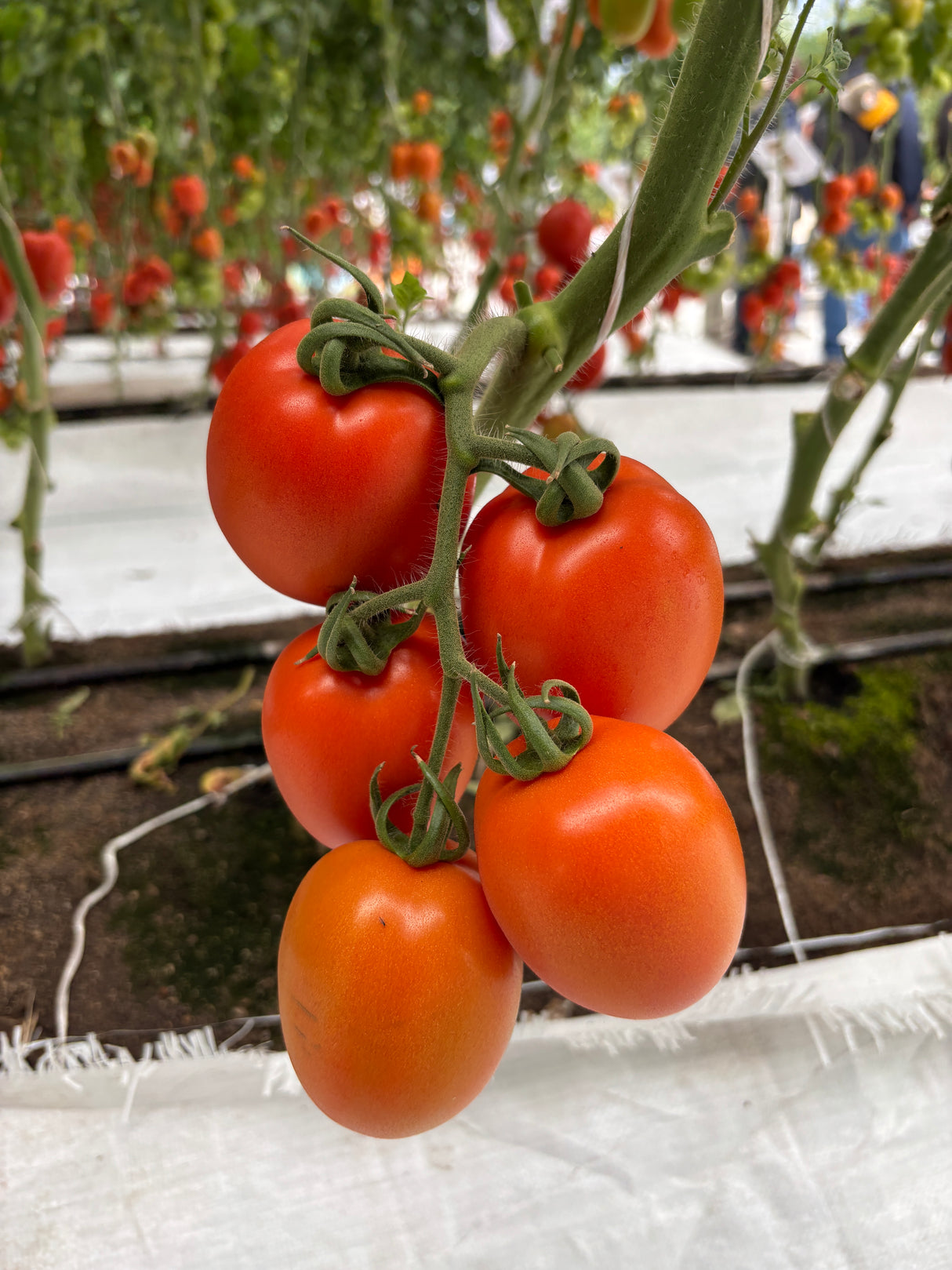 Tomate Chichop (SD-2107) Sobre 1 millar