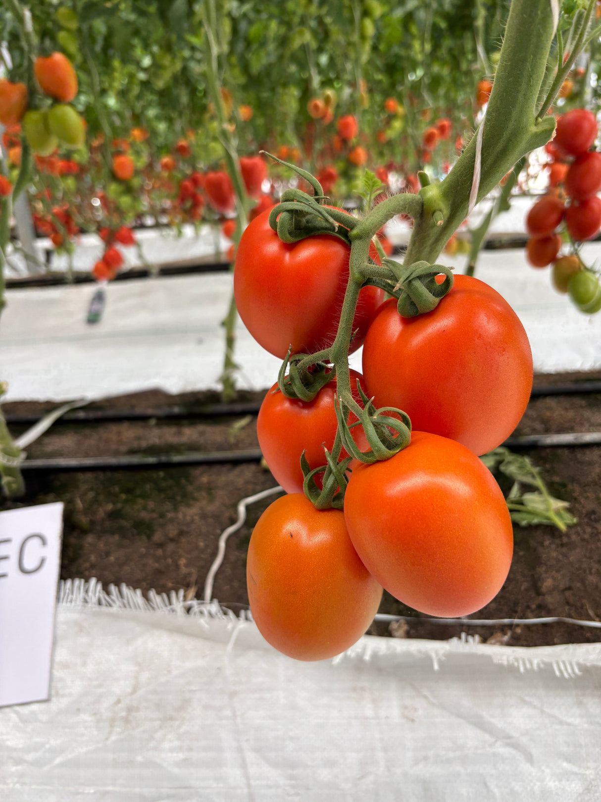 Tomate Chichop (SD-2107) Sobre 1 millar