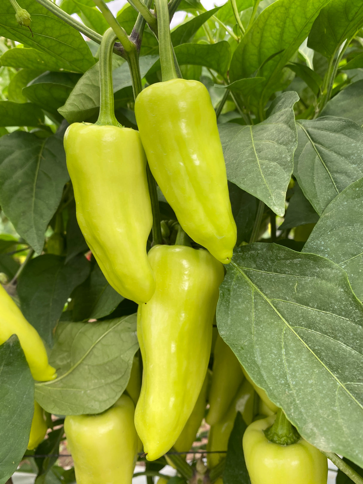 Chile Caloro Santa Fe WS-4793 Sobre 5 millares