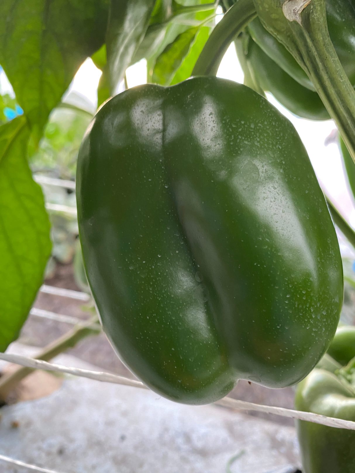 Pimiento UG 1730-12 Sobre 5 millares