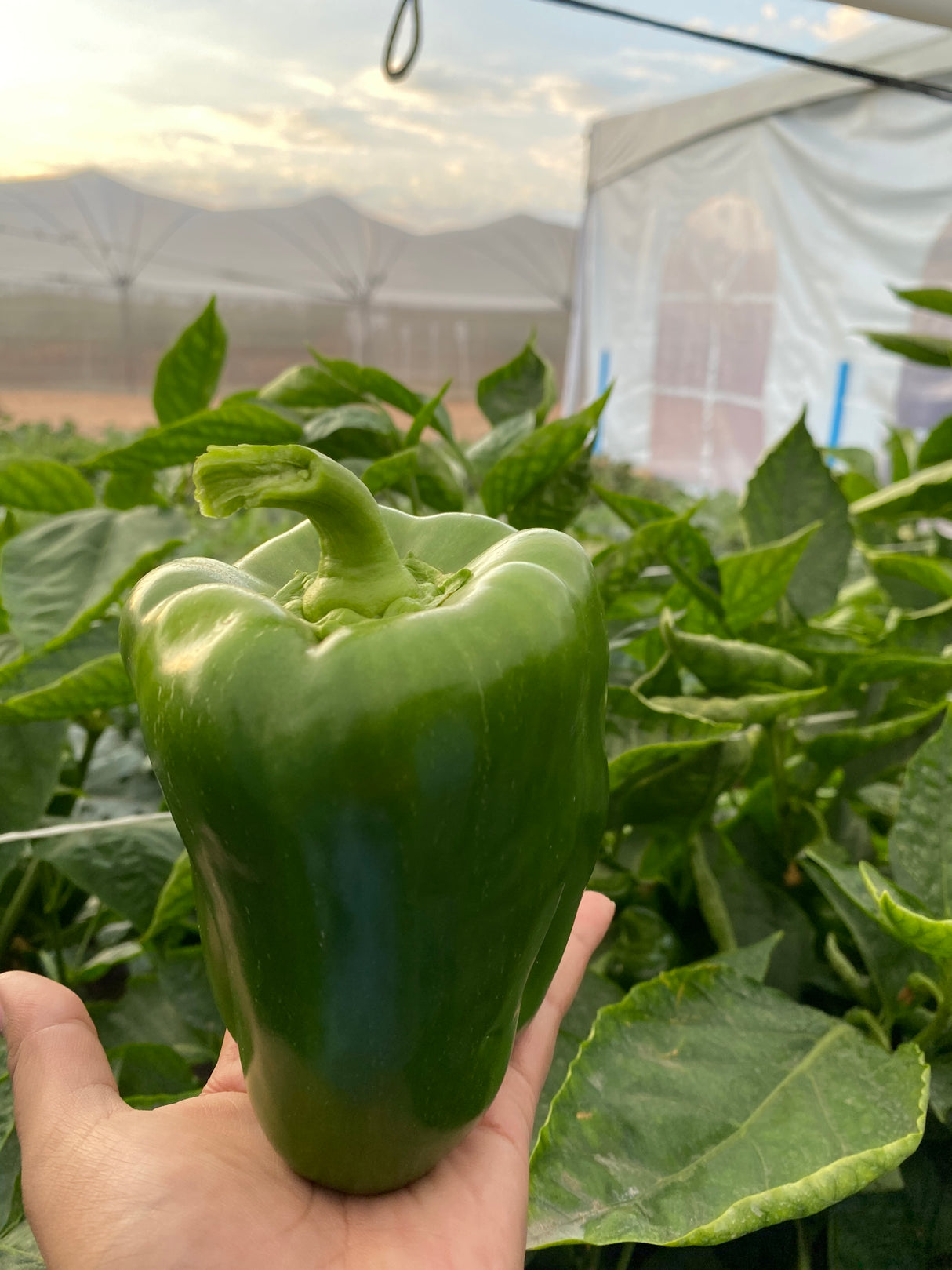 Pimiento UG 1730-12 Sobre 5 millares