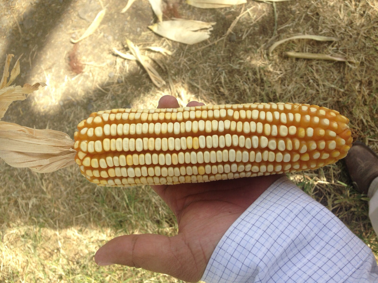 Maíz amarillo A-101 Saco 60 millares semilla tamaño mediano-plano