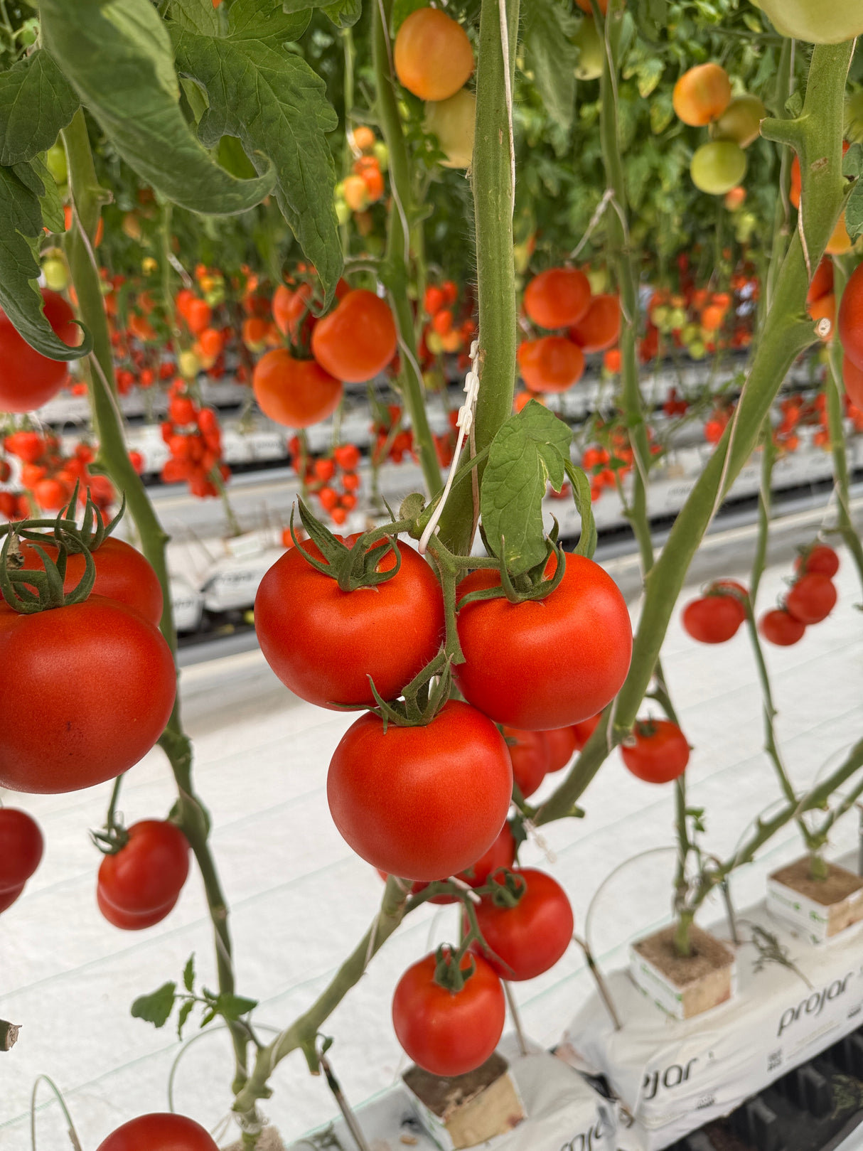 Tomate Barosor Sobre 1 millar