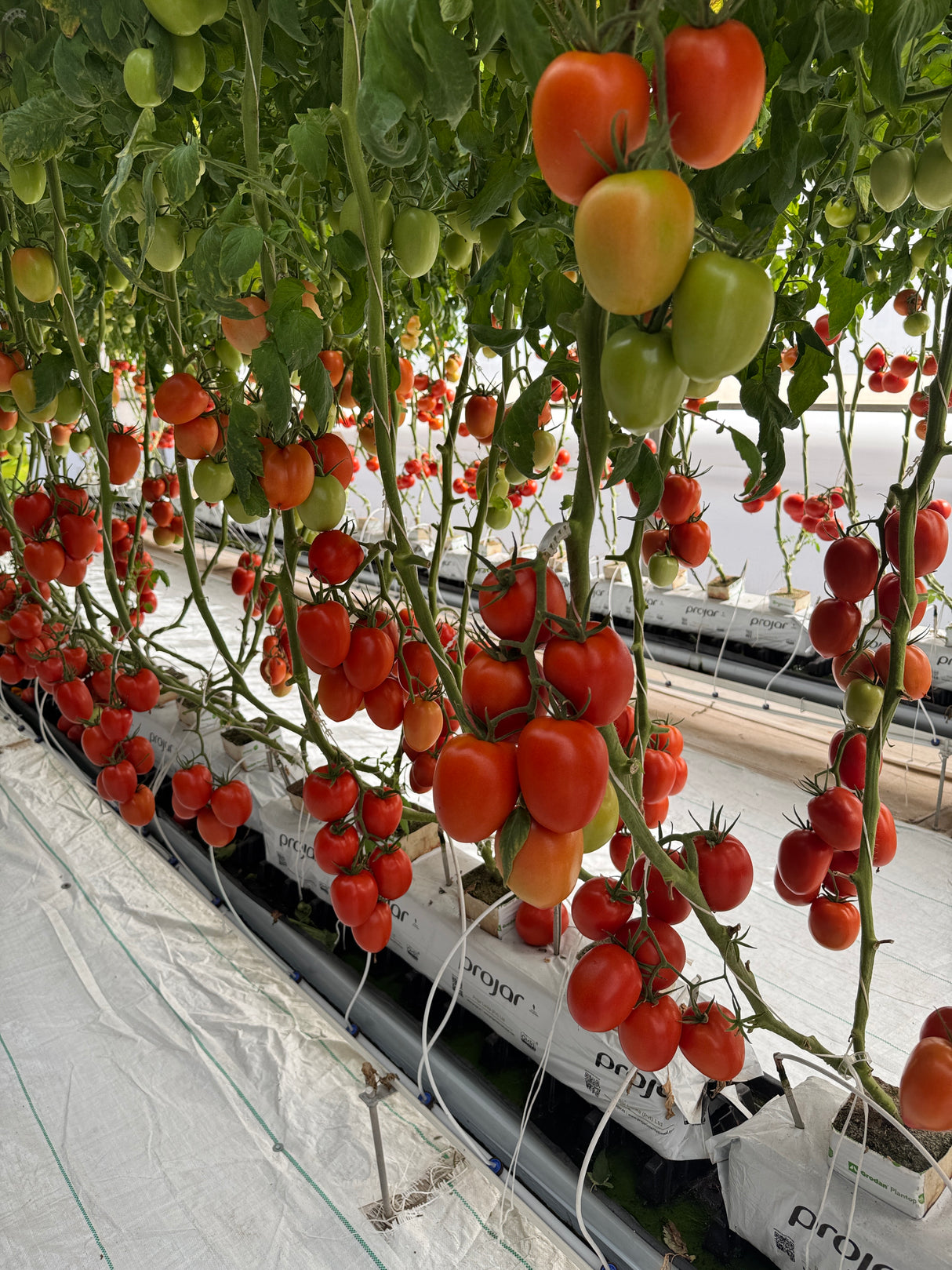 Tomate Dolmen Sobre 1 millar