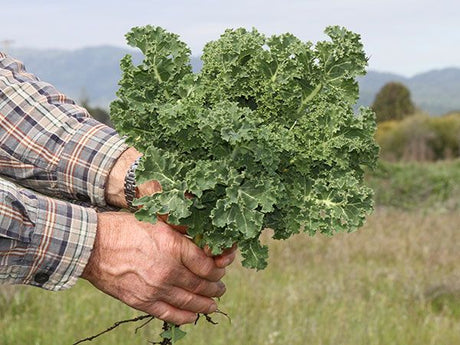 Kale Dwarf Siberian Plain Saco 26 LB