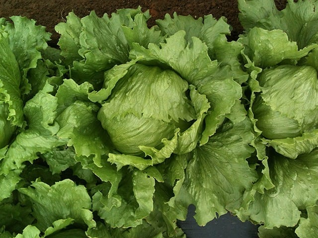 Lechuga Fernandola sobre 20 millares