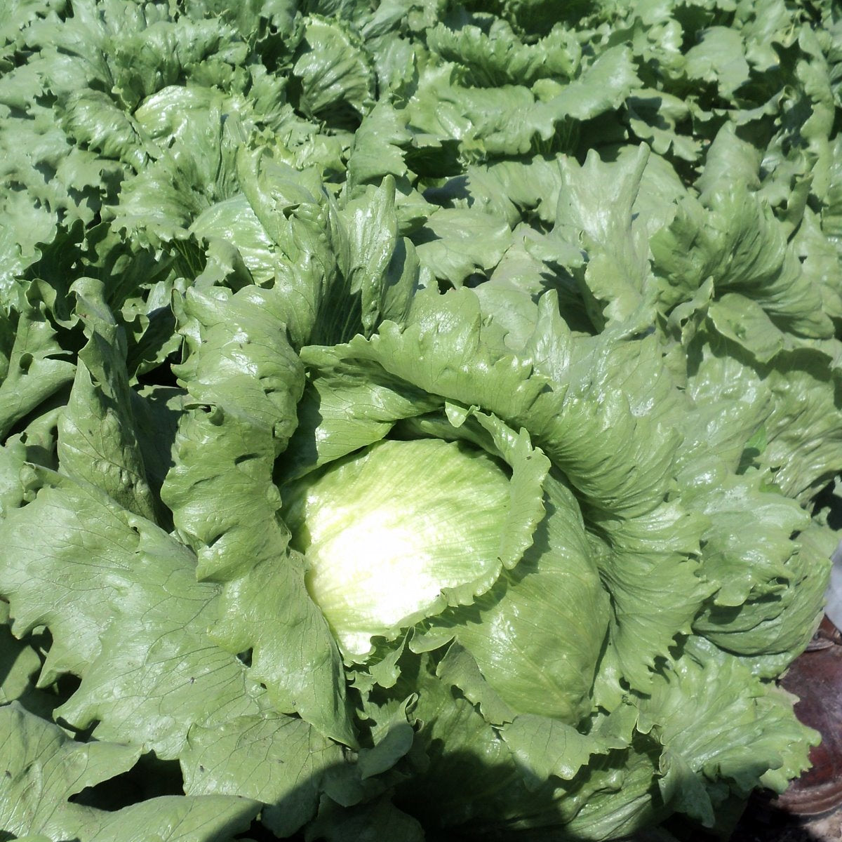 Lechuga Legacy Sobre 25 millares – King Seeds Online
