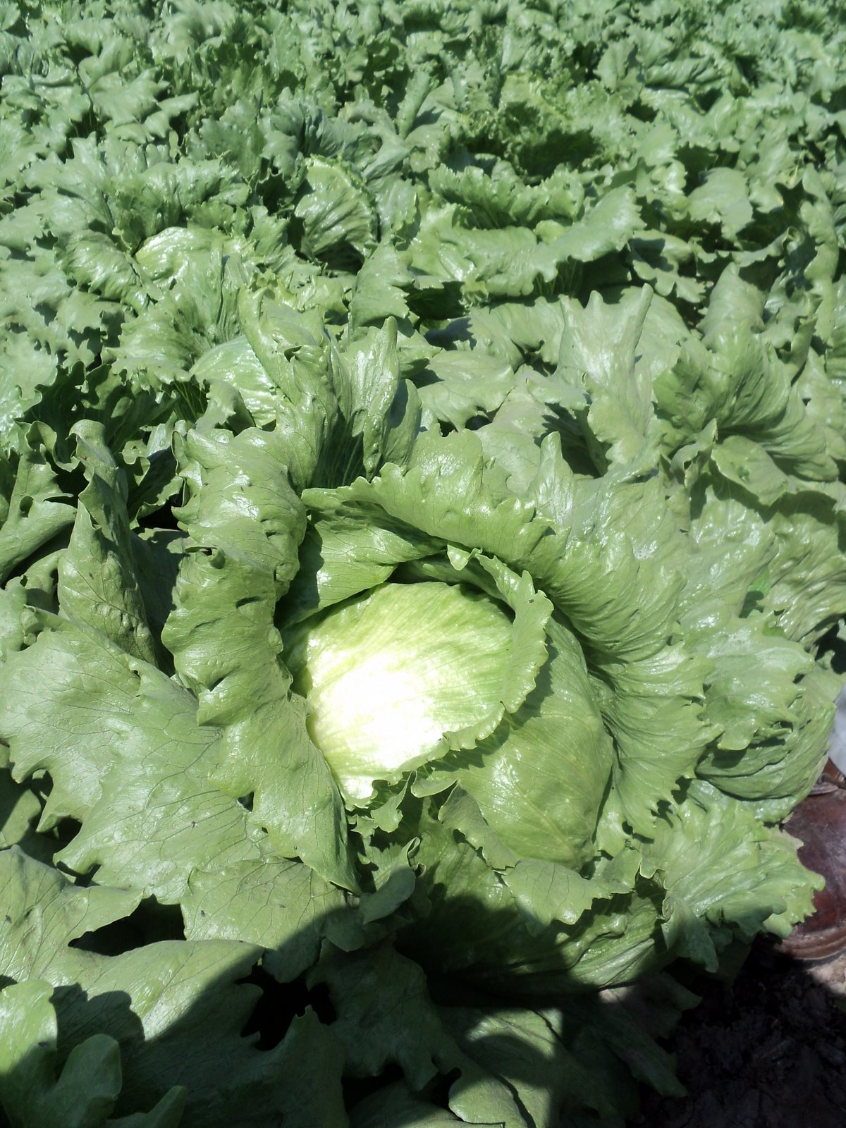 Lechuga Legacy Sobre 25 millares