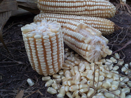 Maíz Blanco G105 Saco 60 millares Tamaño Mediano plano