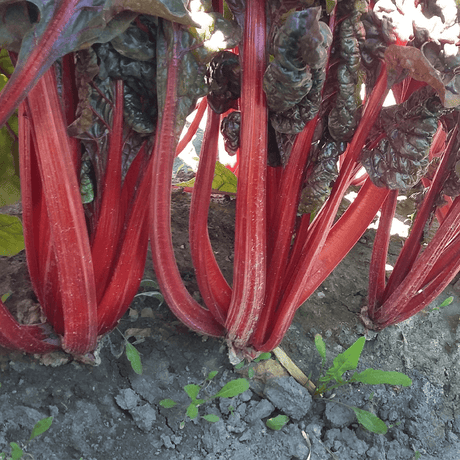 Acelga Ruby Red Sobre 1 Lb