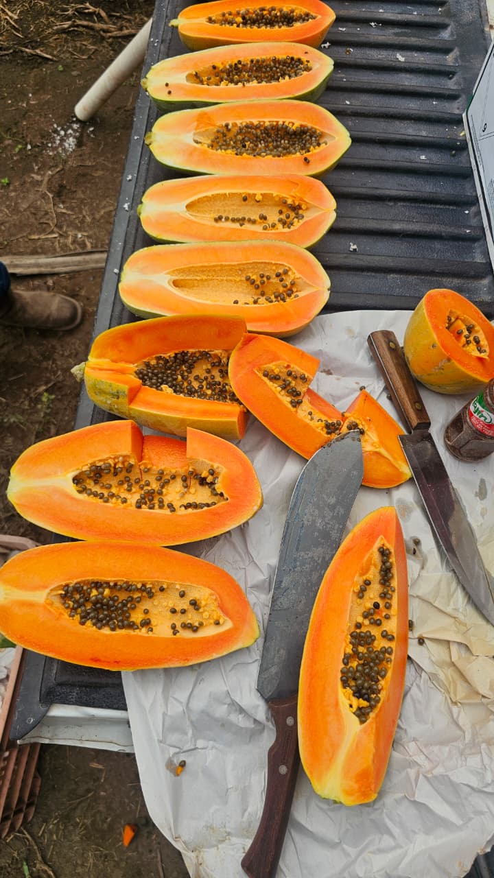 Papaya DC2 Colimosa Sobre 2.5 millares