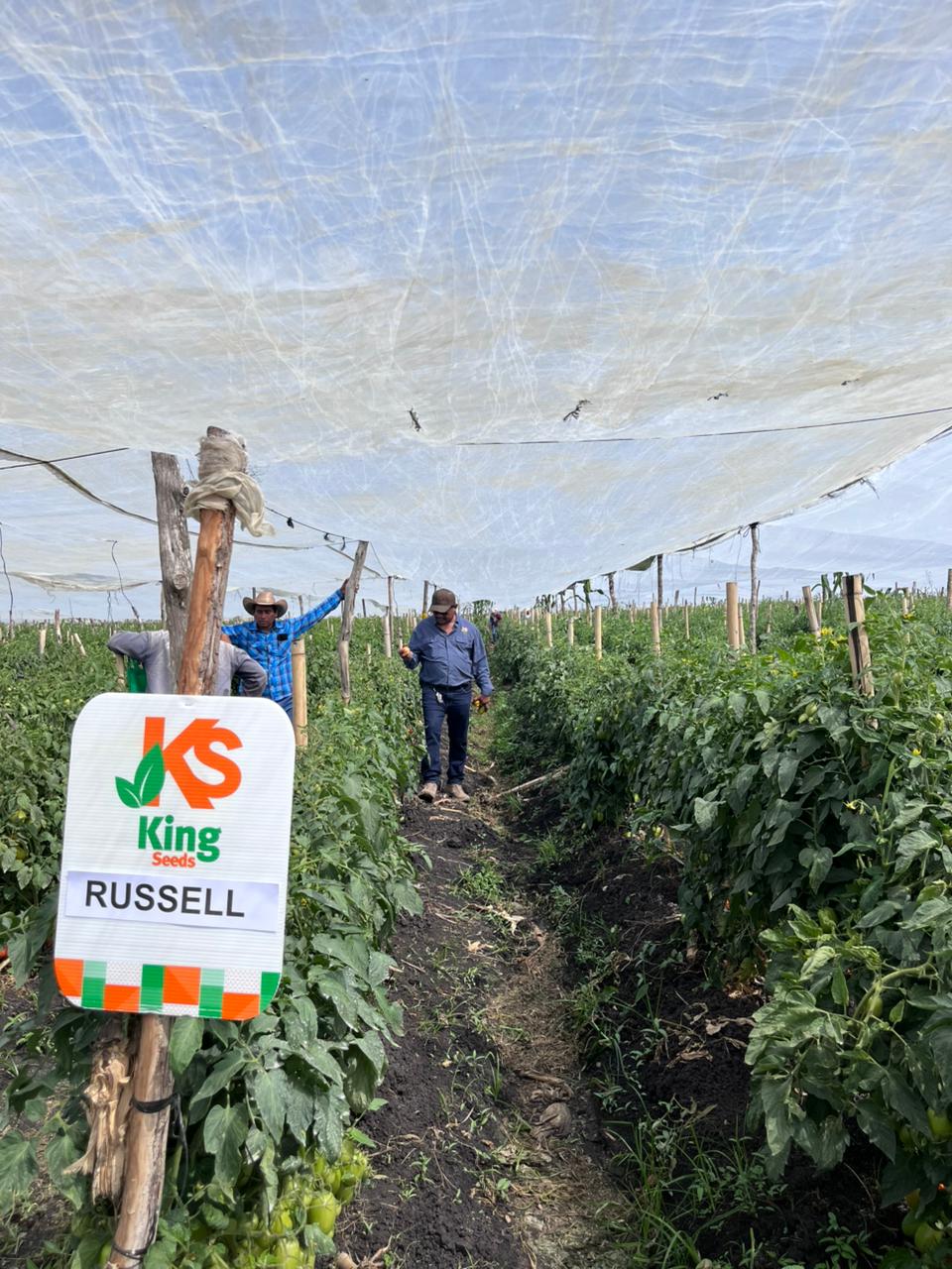 Tomate determinado Russell Sobre 1 millar