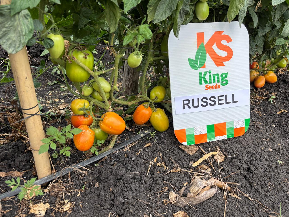 Tomate determinado Russell Sobre 1 millar