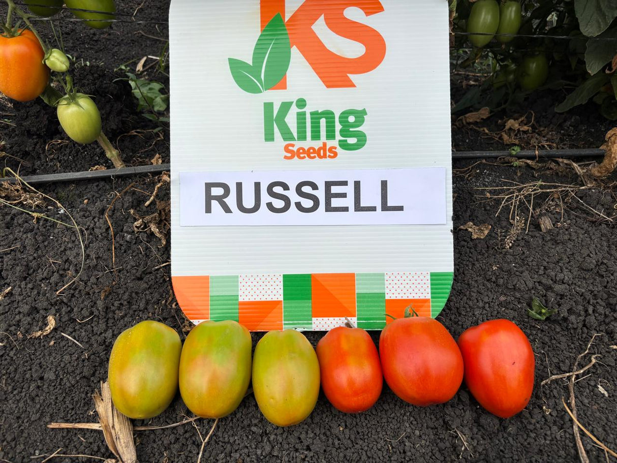 Tomate determinado Russell Sobre 1 millar