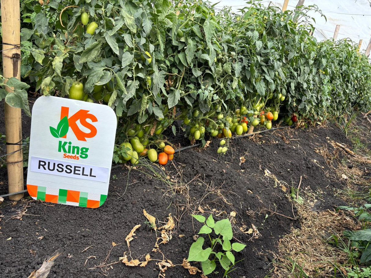 Tomate determinado Russell Sobre 1 millar