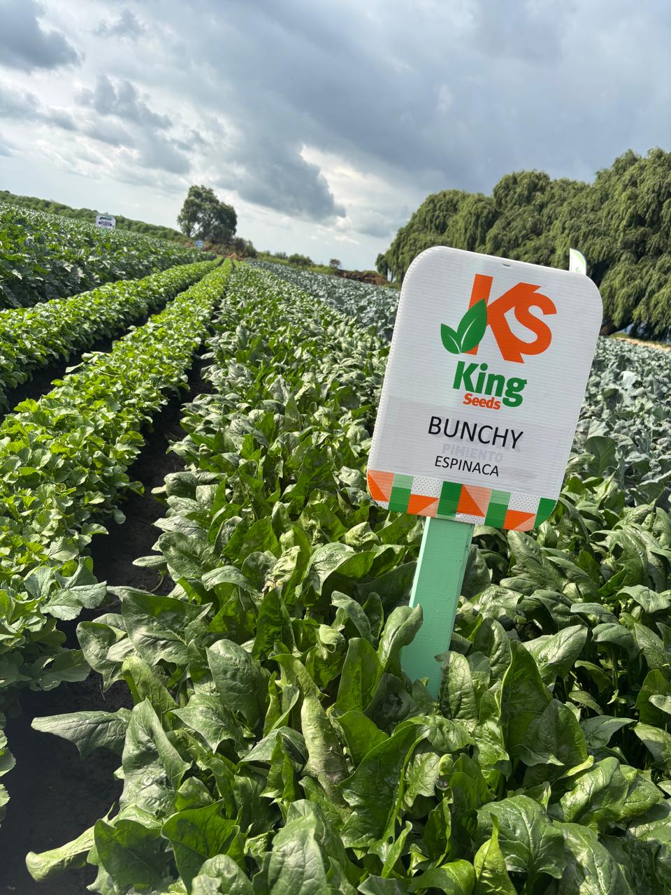 Espinaca Bunchy (TSP 536) Sobre 50 Millares