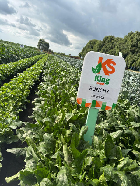 Espinaca Bunchy (TSP 536) Sobre 50 Millares