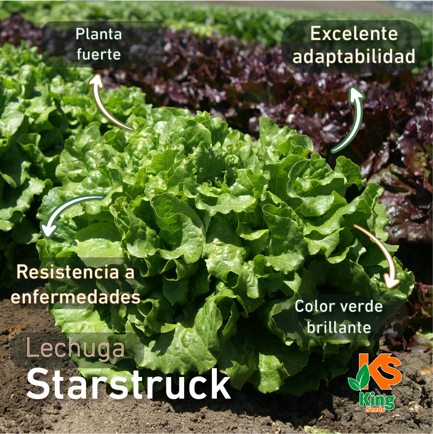 Lechuga Starstruck Sobre 25 millares sin tratamiento peletizada primed