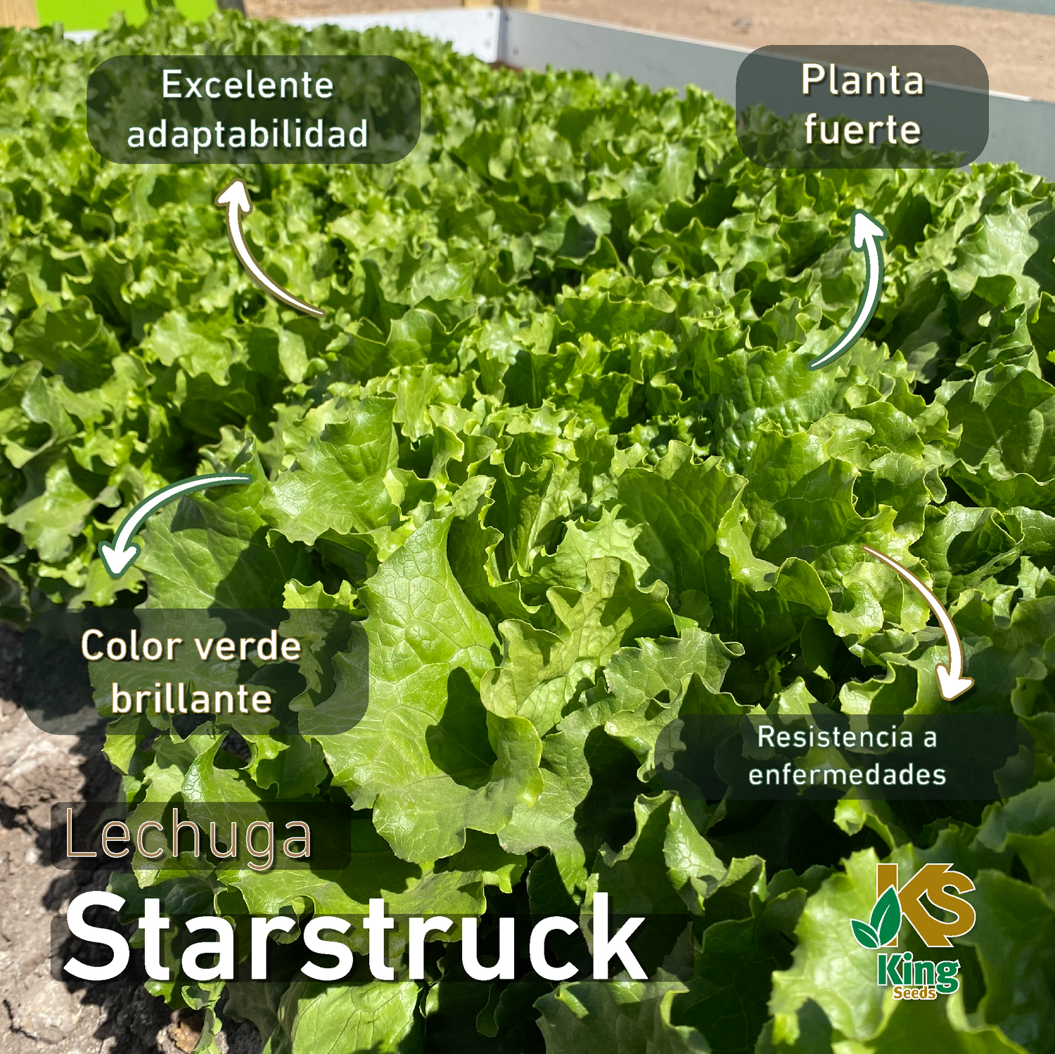 Lechuga Starstruck Sobre 25 millares sin tratamiento peletizada primed