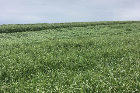 Pasto Ryegrass Anual Gulf Diploide Saco 50 Lb