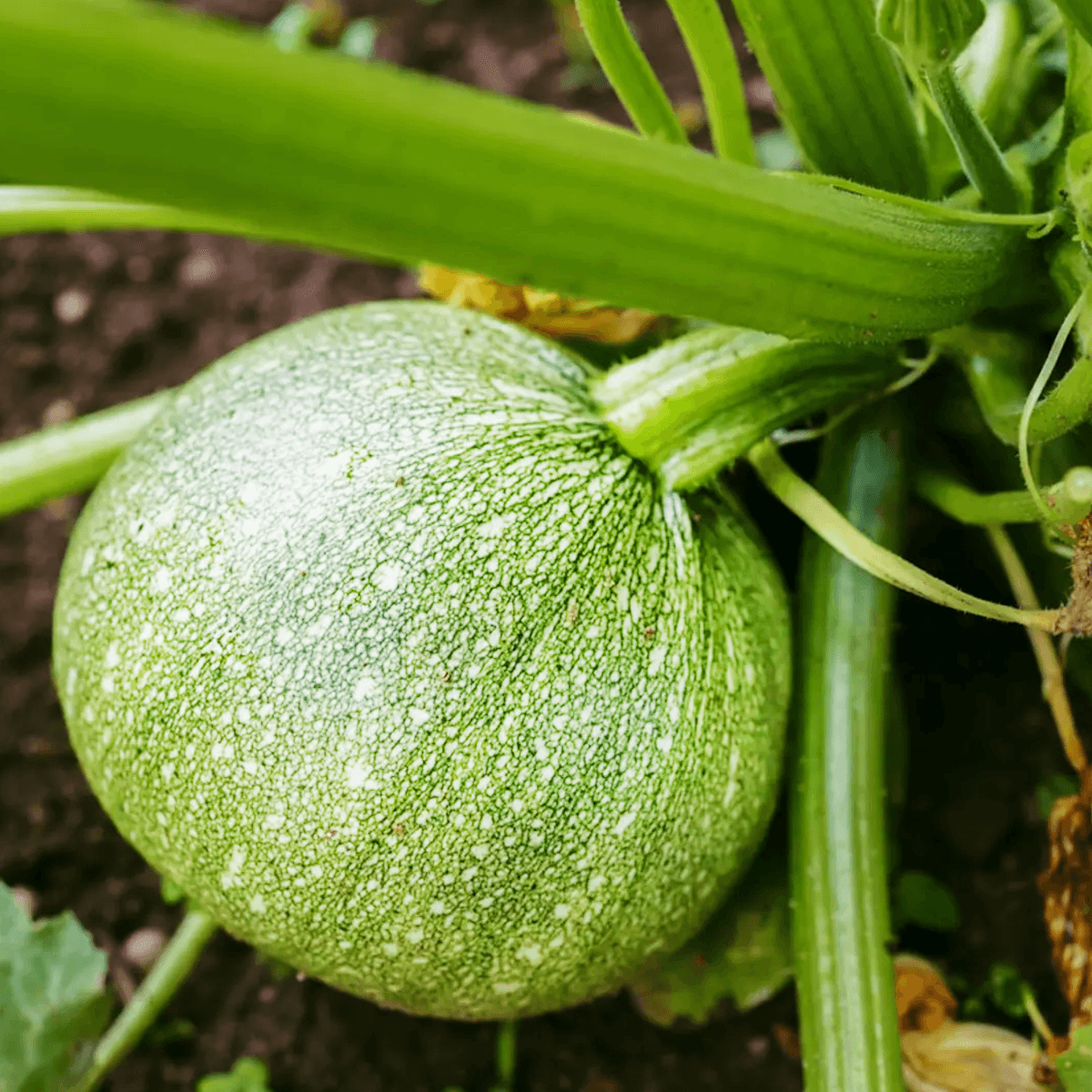 Calabaza Round Zuchini Sobre  1 Libra