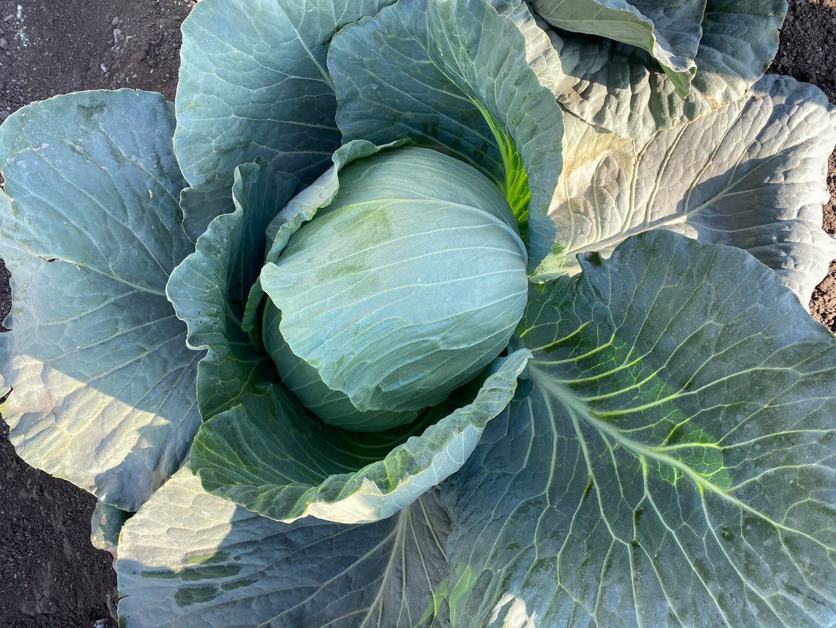 Repollo Juanpa (SGW0159) Sobre 25 Millares