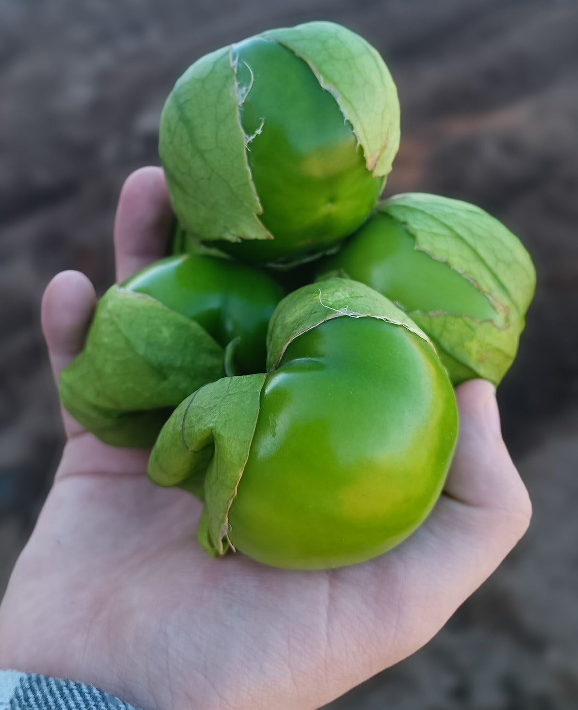 Tomatillo Tecozautla Sobre 100 millares