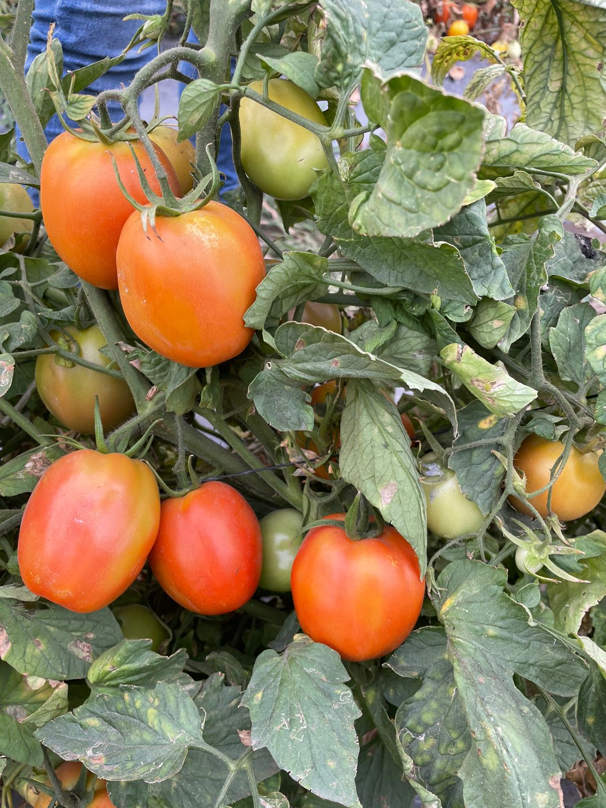 Tomate María Sobre 1 millar