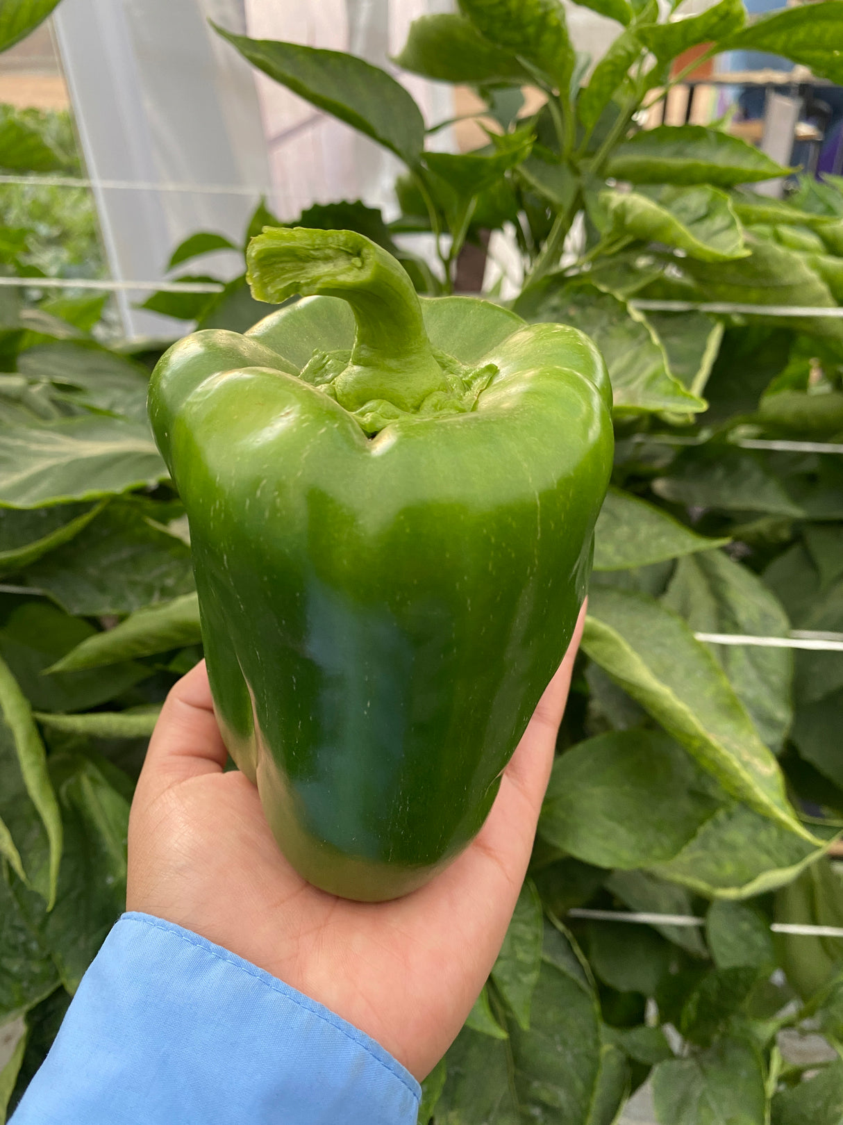 Pimiento UG 1730-12 Sobre 5 millares