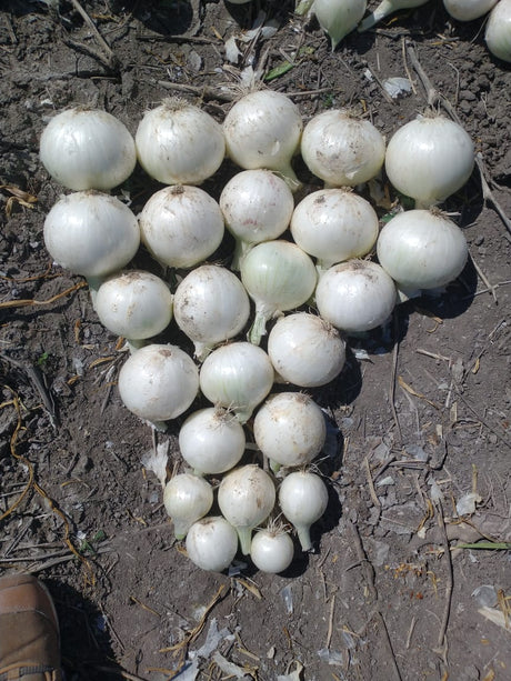 Cebolla Luna Blanca