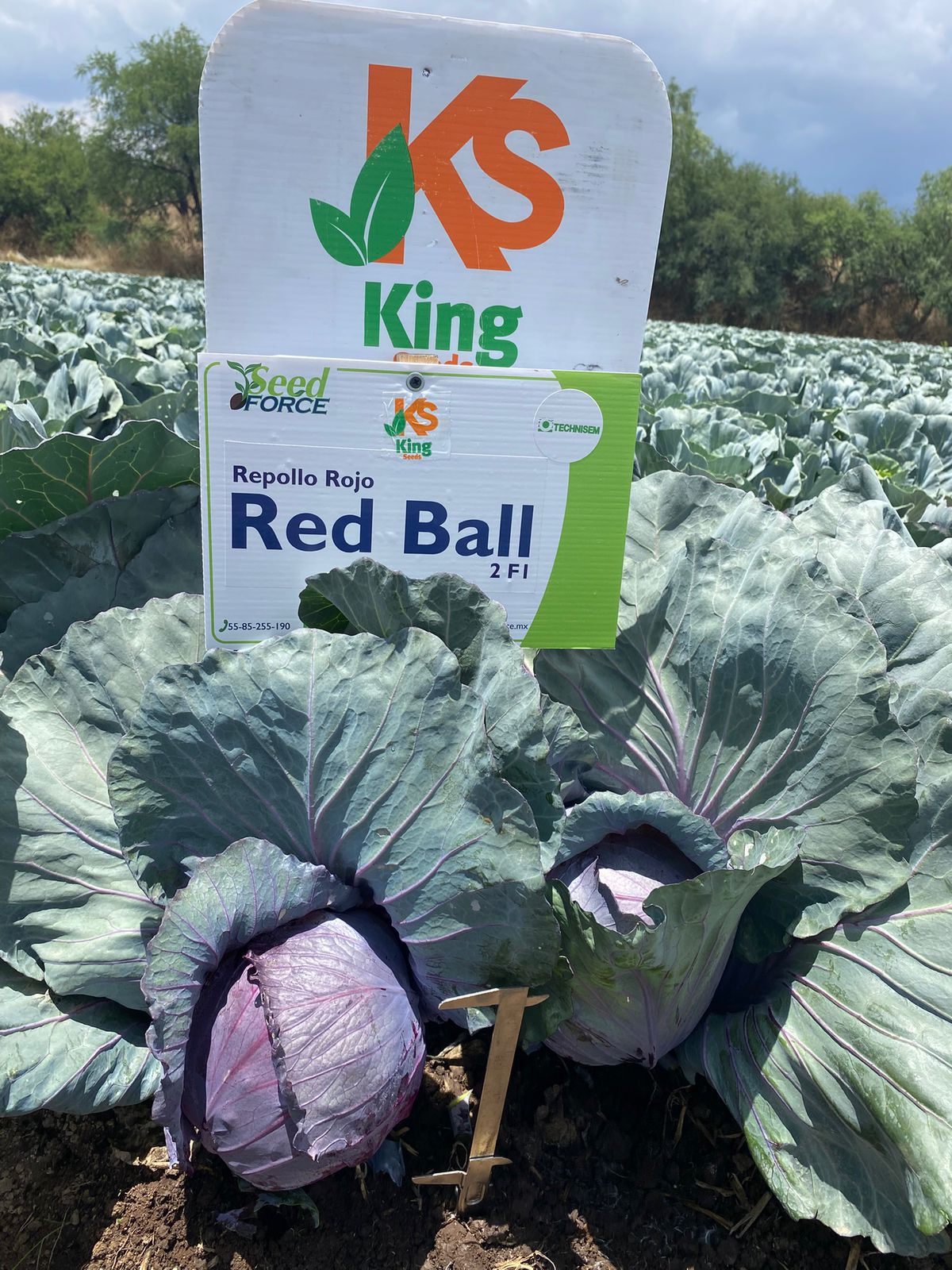 Repollo Red Ball Sobre 10 millares