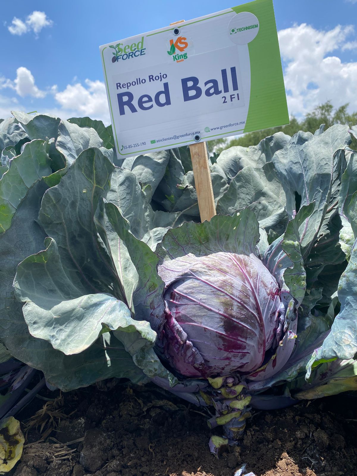 Repollo Red Ball Sobre 10 millares