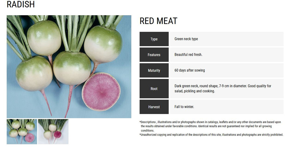 Rábano Sandía Red Meat Sobre 1 Lb