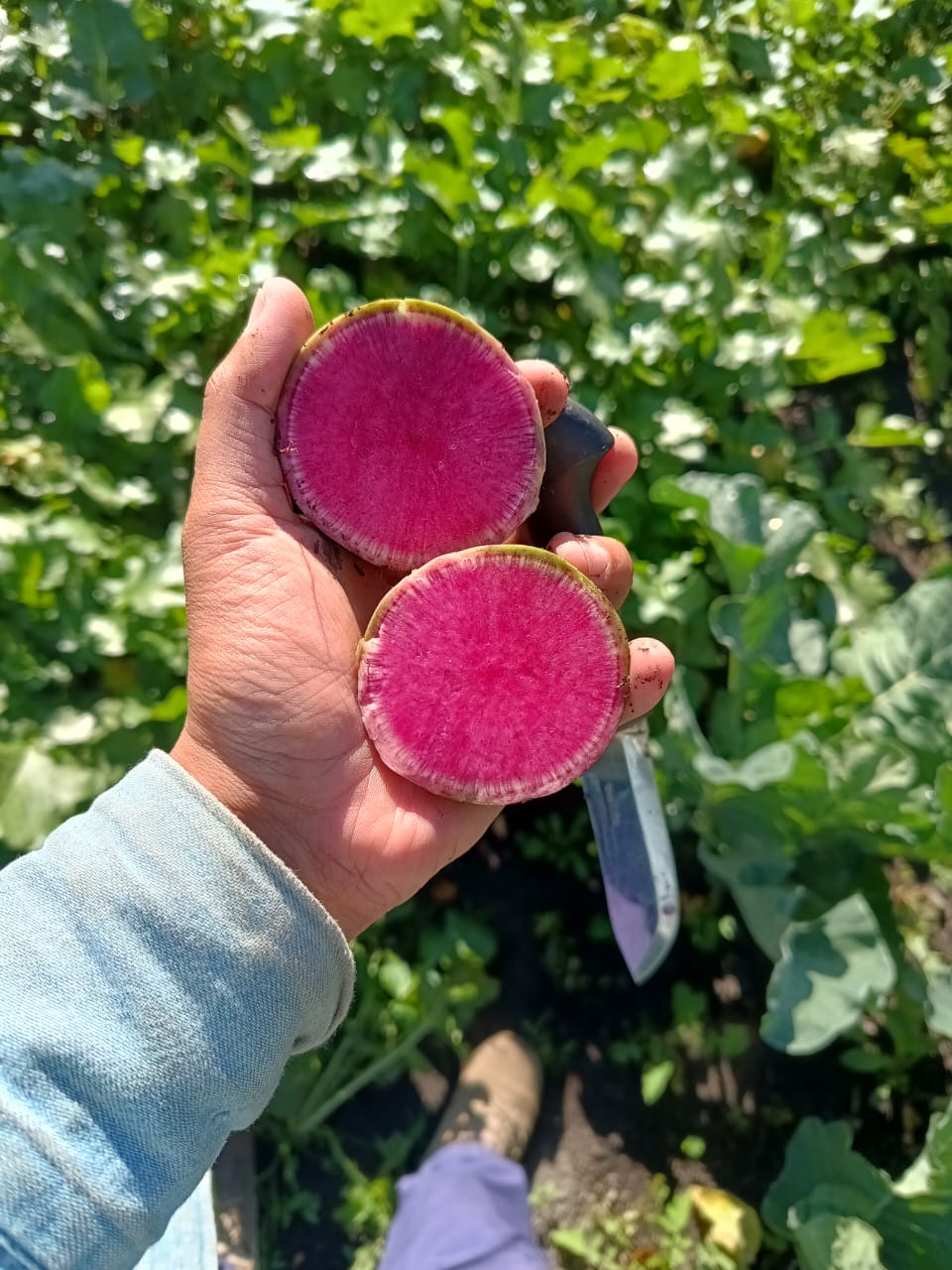 Rábano Sandía Red Meat Sobre 1 Lb