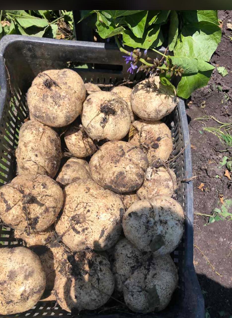 Jicama De Agua Sobre 1 Kg St