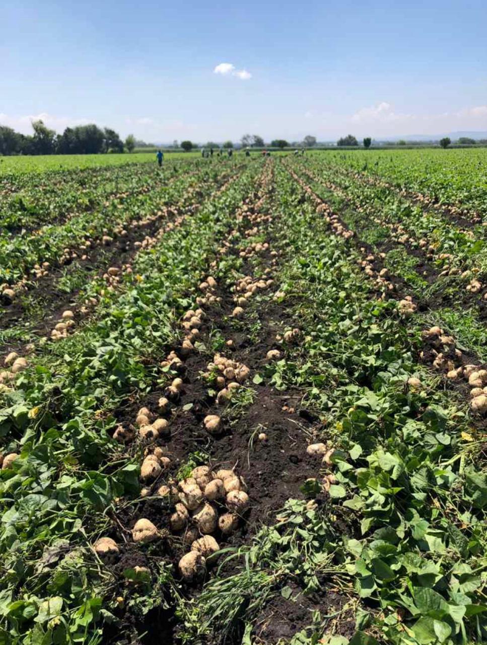 Jicama De Agua Sobre 1 Kg St