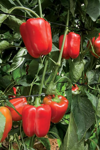 Pimiento Coloso Sobre 1 millar