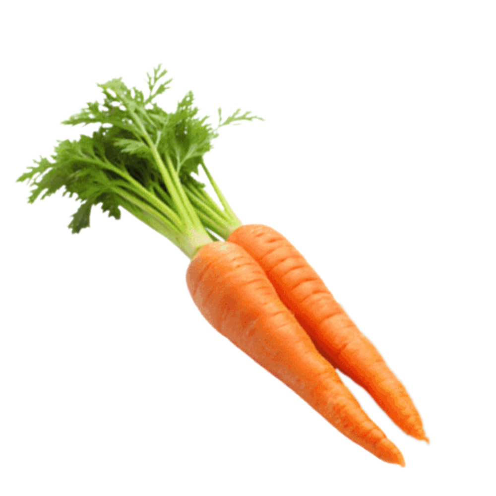 Zanahoria
