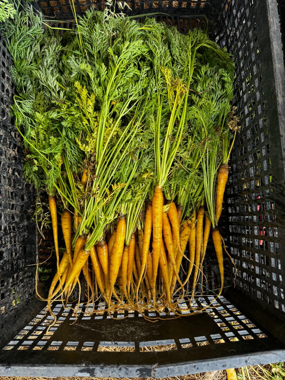 Zanahoria Pluto Sobre 250 millares