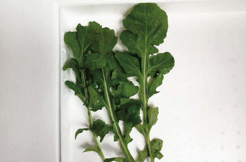 Arúgula Rocket Sobre 1 Lb – King Seeds Online