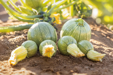 Calabaza Mila Sobre 3,000 semillas