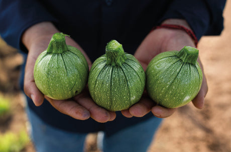 Calabaza Bola Siena Sobre 3 Millares