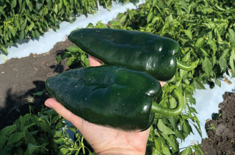 Chile Ancho Silex Sobre 1 millar sin tratamiento