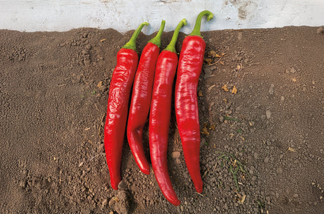 Chile Guajillo Veta Grande 25 millares
