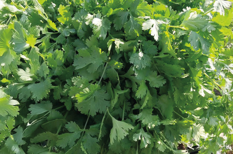 Cilantro Long standing mitades Saco 10 Kg