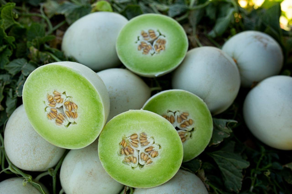Melón Perla Verde Sobre 10 Millares