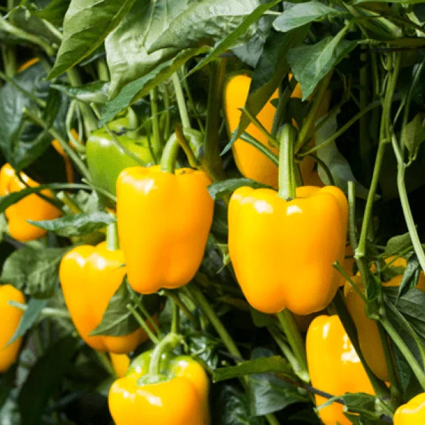 Pimiento amarillo Kaamos Sobre 1 millar
