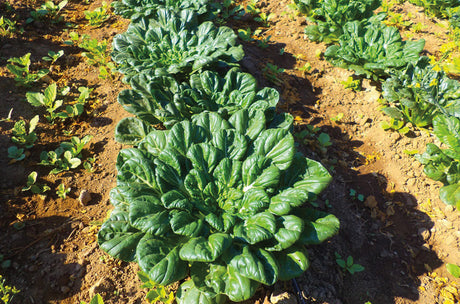 Tatsoi Sobre 1 Lb